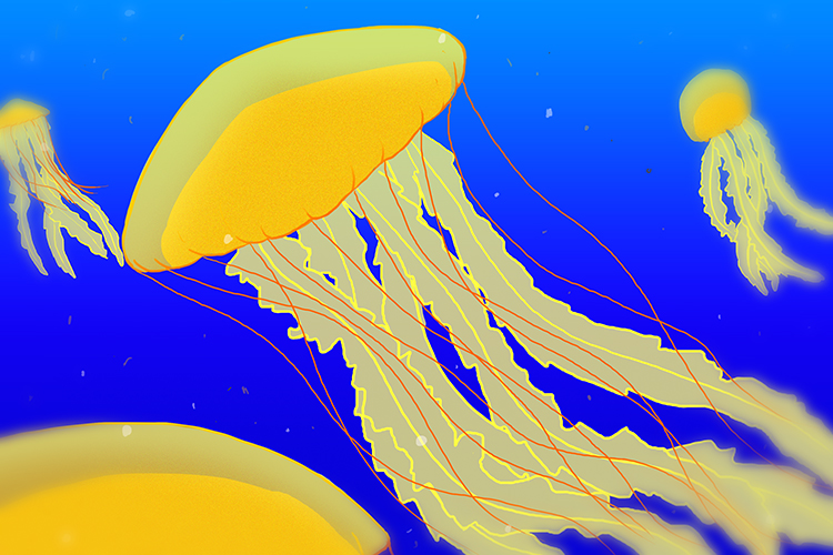 Image of a sea nettle jellyfish, an example of coelenterates species